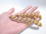 ハスオビビロードヤモリアルビノ