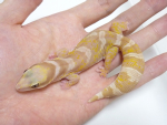 アルビノハスオビビロードヤモリEUCBオス